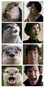 2434194-otters-who-look-like-benedict-cumberbatch